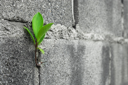 Close up Tree on brick wallの写真素材