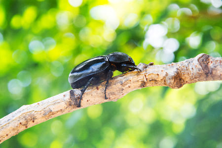 Closeup Stag beetle on treeの写真素材