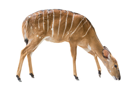 Deer isolated on white backgroundの写真素材