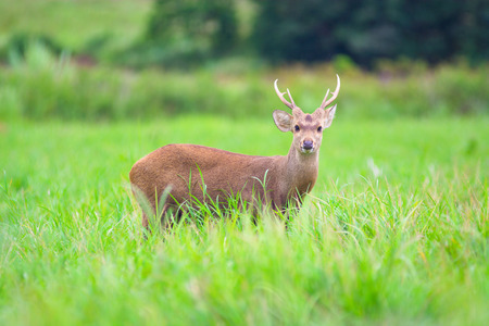 Hog deer on fieldの写真素材