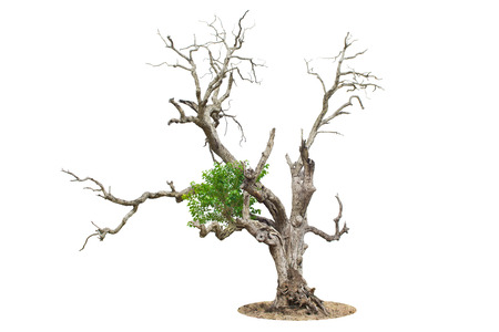 Dead tree isolated on white backgroundの写真素材