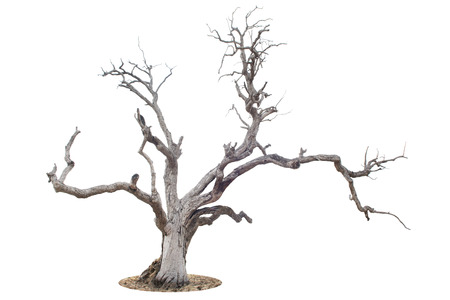 Dead tree isolated on white background