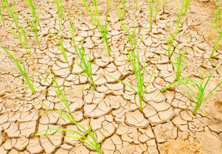 Rice growing on drought fieldの写真素材
