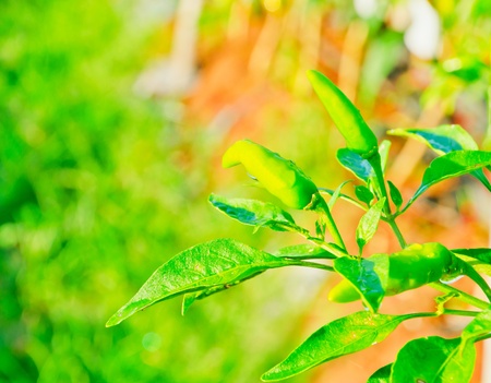 green chili peppers in gardenの写真素材