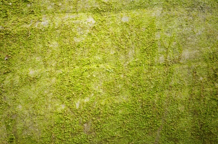 Background of green moss,   spring green moss backgroundの写真素材