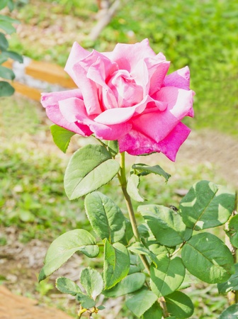 beautiful rose in garden, colorfulの写真素材