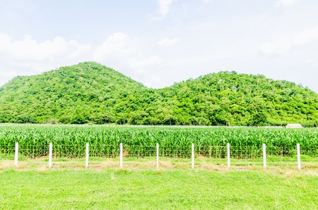 Corn farm in the countryside Thailandの写真素材