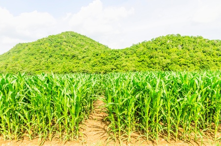 Corn farm in the countryside Thailandの写真素材