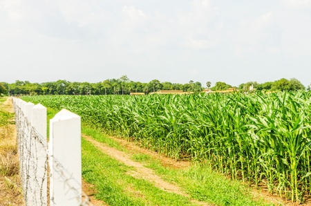 Corn farm in the countryside Thailandの写真素材