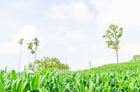Corn farm in the countryside Thailandの写真素材