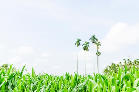 Corn farm in the countryside Thailandの写真素材