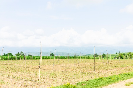 Corn farm in the countryside Thailandの写真素材