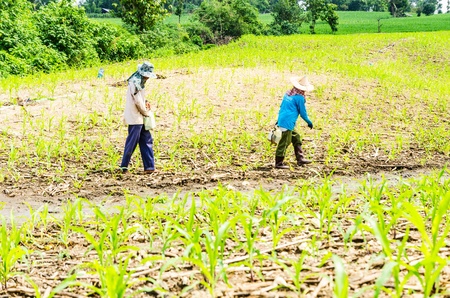 Corn farm in the countryside Thailandの写真素材