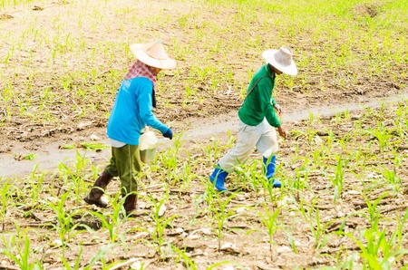Corn farm in the countryside Thailandの写真素材
