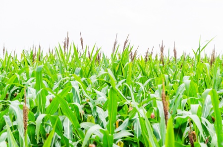 Corn farm in the countryside Thailandの写真素材