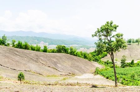 Corn farm in the countryside Thailandの写真素材