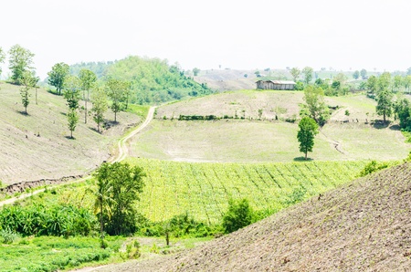 Corn farm in the countryside Thailandの写真素材
