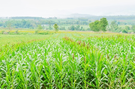 Corn farm in the countryside Thailandの写真素材