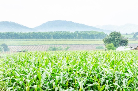 Corn farm in the countryside Thailandの写真素材