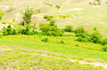 Corn farm in the countryside Thailandの写真素材