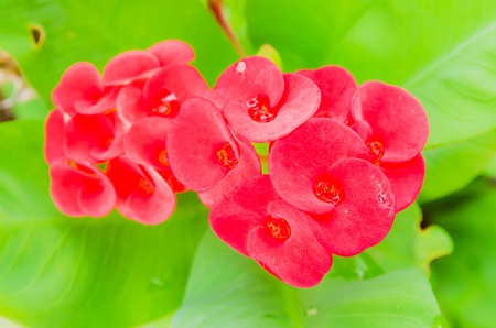  Crown of thorns, Christ Thorn, Euphorbia milli Desmoulの写真素材