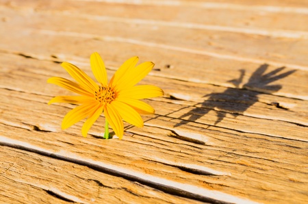 Jerusalem artichoke, Sunchoke in garden の写真素材