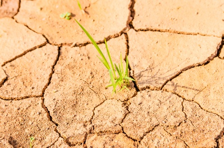 Rice growing on drought field, drought landの写真素材