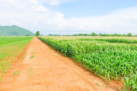 Corn farm in the countryside Thailand 