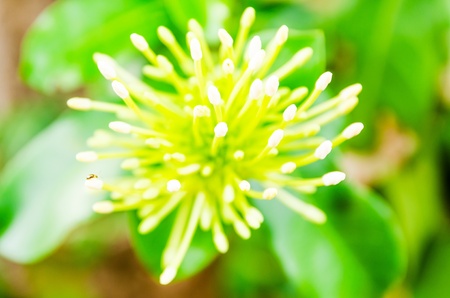 white flowerの写真素材