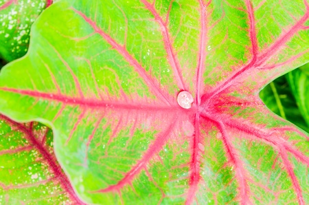 Background of leaf,   spring green leaf backgroundの写真素材