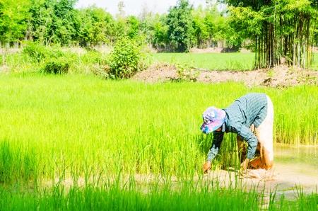 Rice field,  green grass blue sky landscape backgroundの写真素材