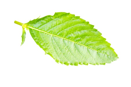 green leaf isolate