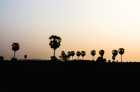 Silhouate palm treeの写真素材