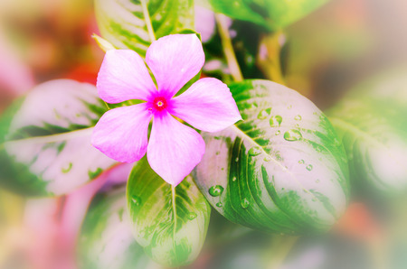 beautiful flowerの写真素材