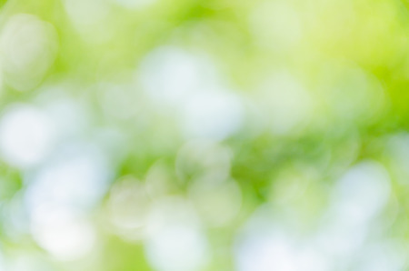 green bokeh background from nature under tree shadeの写真素材