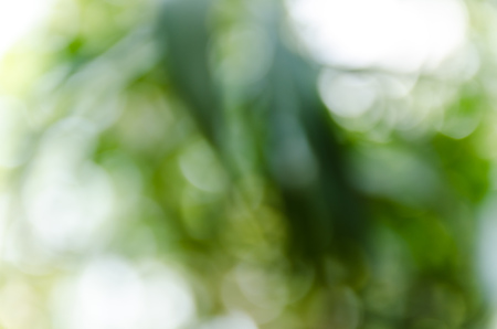 Green bokeh out of focus background from nature forestの写真素材