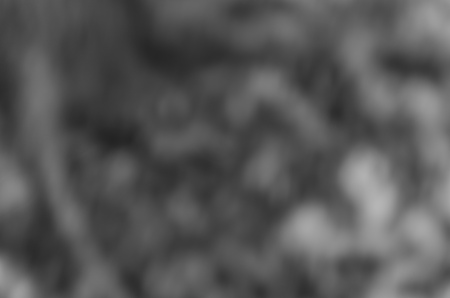 Gray black white bokeh out of focus background from nature forestの写真素材