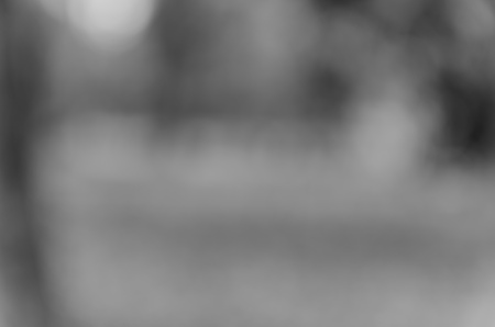 Gray black white bokeh out of focus background from nature forestの写真素材