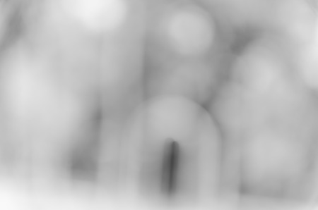 Gray black white bokeh out of focus background from nature forestの写真素材