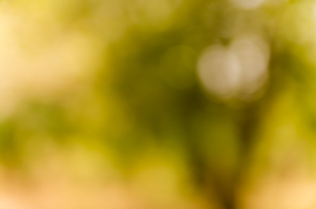 Abstract spring background. Green natural background of out of focus forest or bokeh.の写真素材