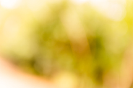 Abstract spring background. Green natural background of out of focus forest or bokeh.の写真素材