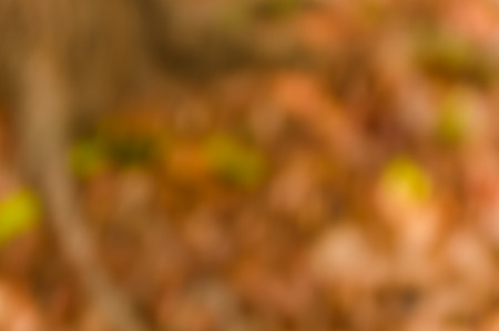 Abstract spring background. Green natural background of out of focus forest or bokeh.の写真素材