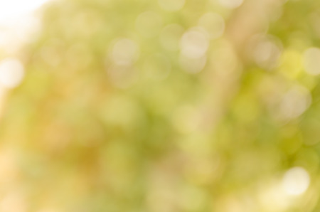 Abstract spring background. Green natural background of out of focus forest or bokeh.の写真素材