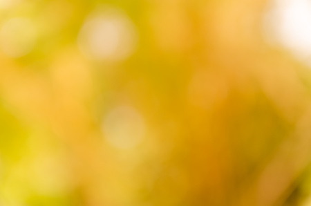 Abstract spring background. Green natural background of out of focus forest or bokeh.