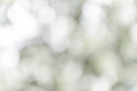 Gray bokeh out of focus background from nature forestの写真素材