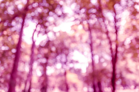 Violet purple bokeh out of focus background from nature forestの写真素材