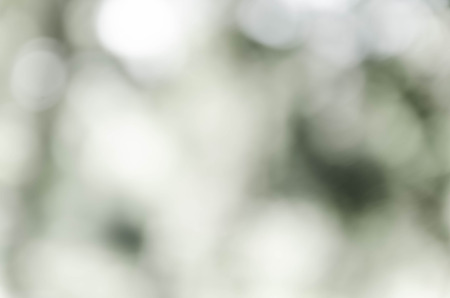 Gray bokeh out of focus background from nature forestの写真素材