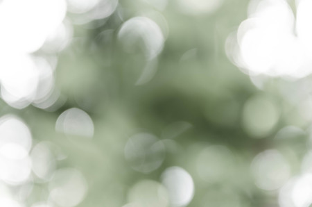 Gray bokeh out of focus background from nature forestの写真素材