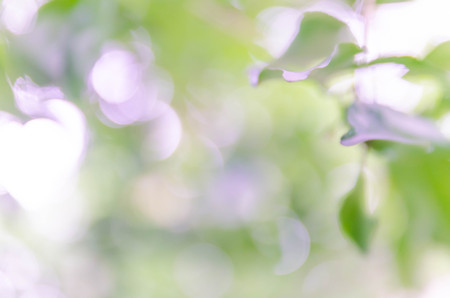 Blue bokeh out of focus background from nature forest