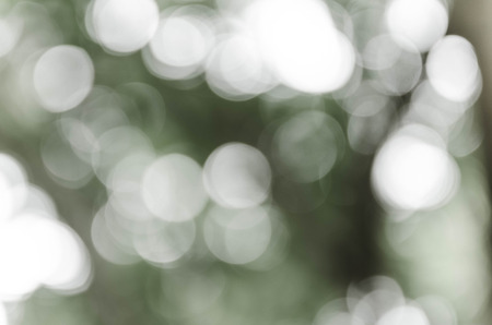 Gray bokeh out of focus background from nature forestの写真素材